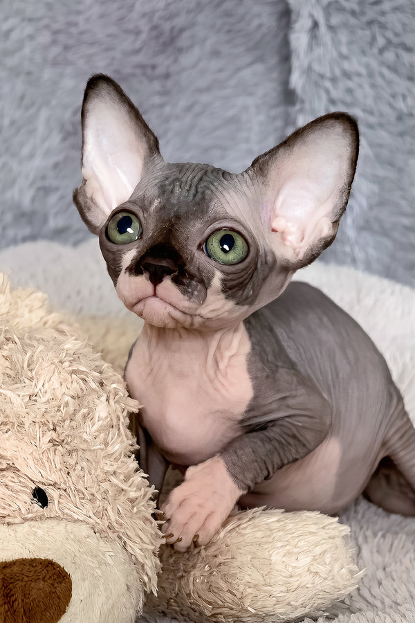 Rain | Canadian Sphynx Kitten