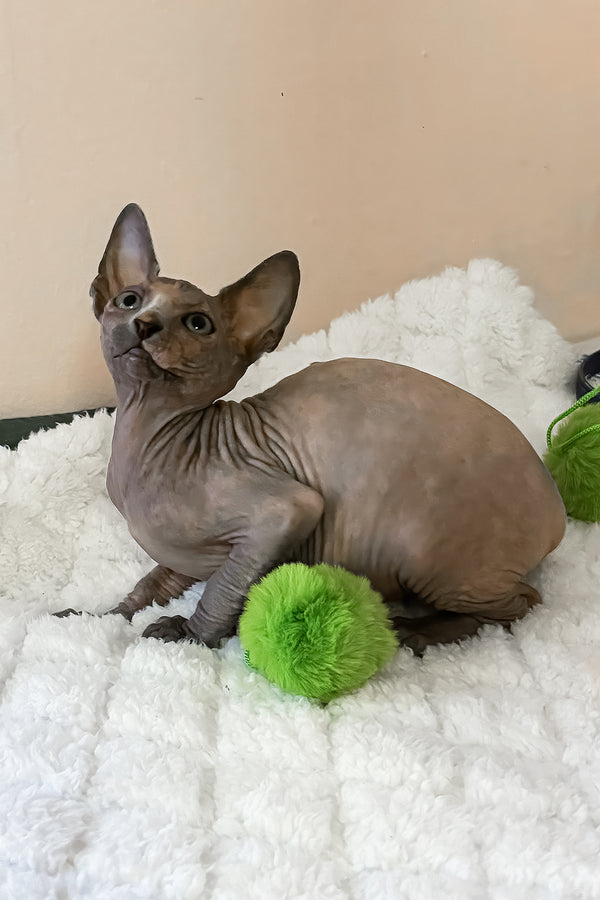 Rainbow | Canadian Sphynx Kitten