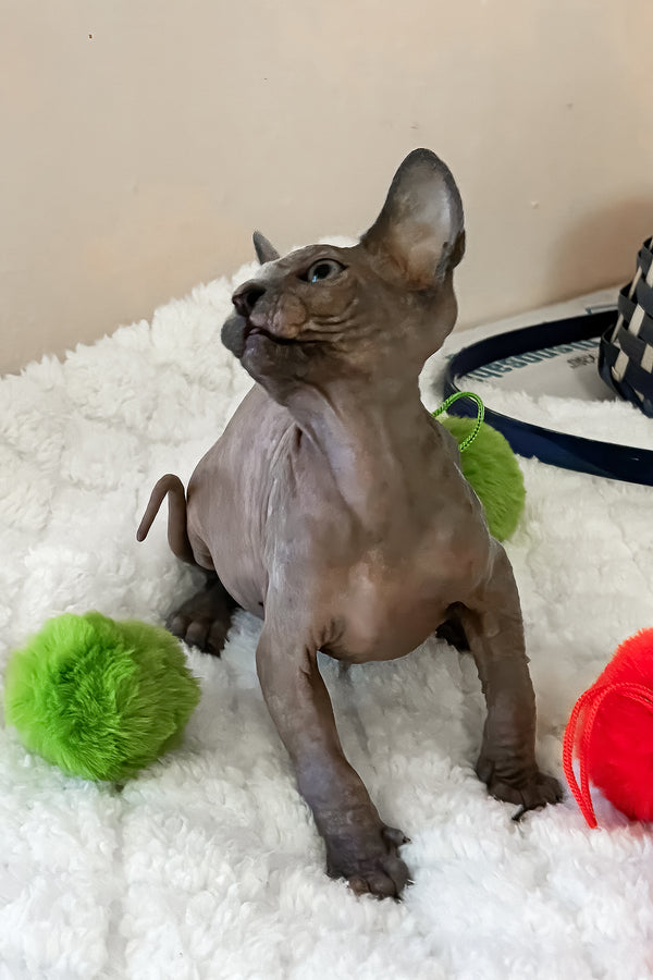 Rainbow | Canadian Sphynx Kitten