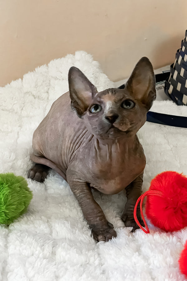 Rainbow | Canadian Sphynx Kitten