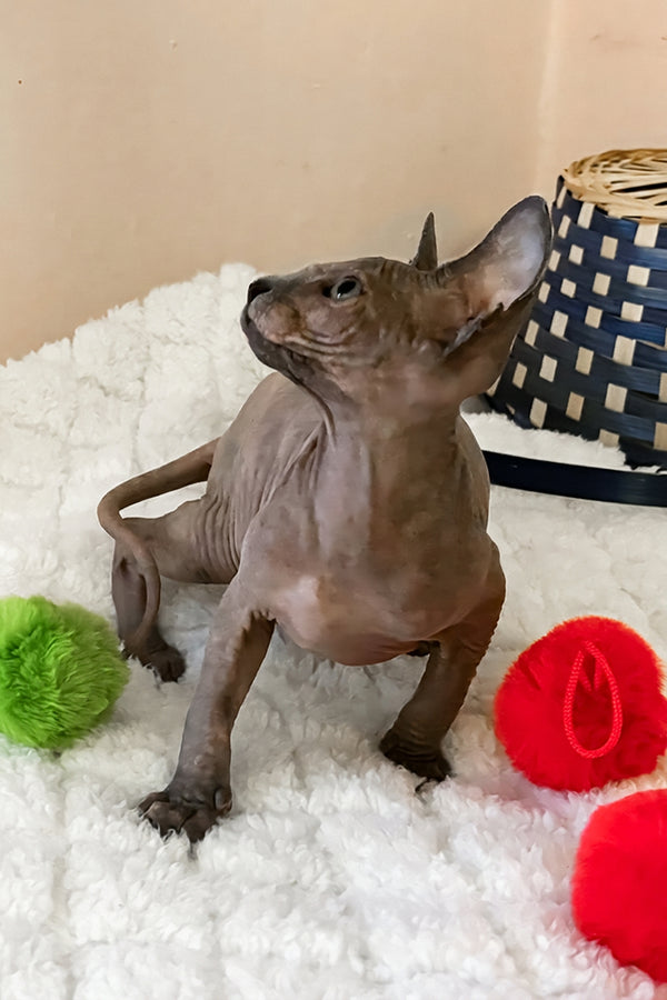 Rainbow | Canadian Sphynx Kitten
