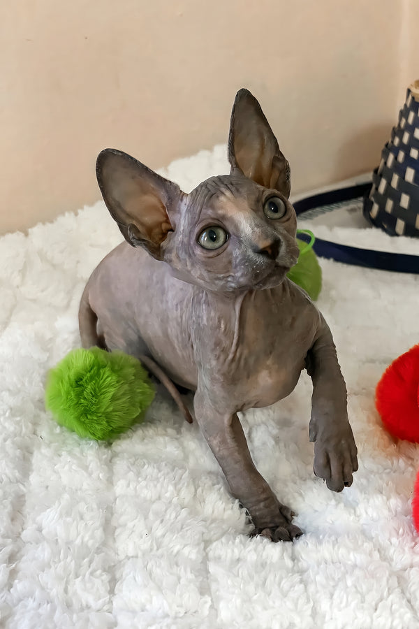 Rainbow | Canadian Sphynx Kitten