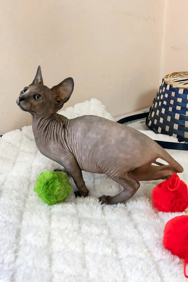 Rainbow | Canadian Sphynx Kitten