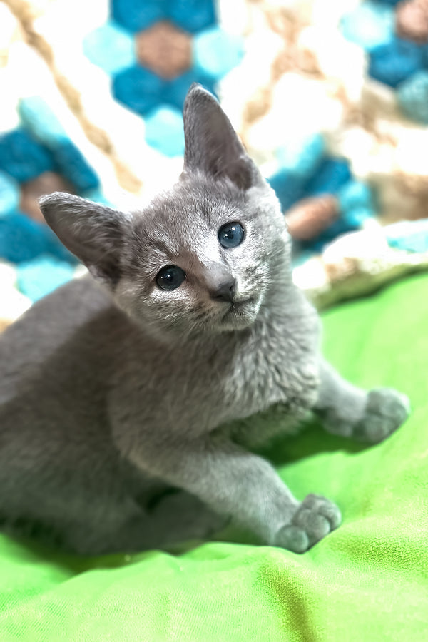 Rakan | Russian Blue Kitten