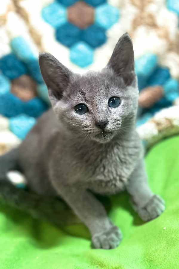 Rakan | Russian Blue Kitten
