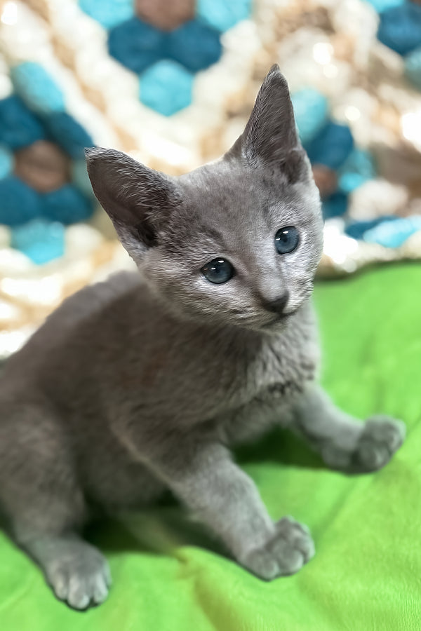 Rakan | Russian Blue Kitten