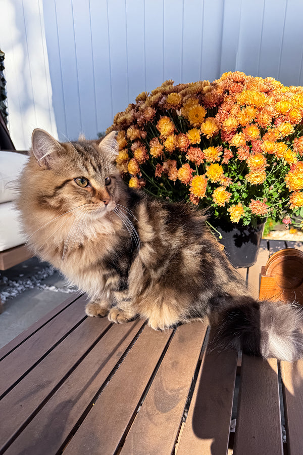 Ralf | Siberian Kitten