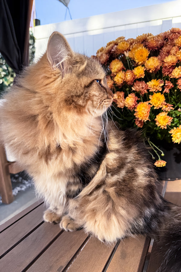 Ralf | Siberian Kitten