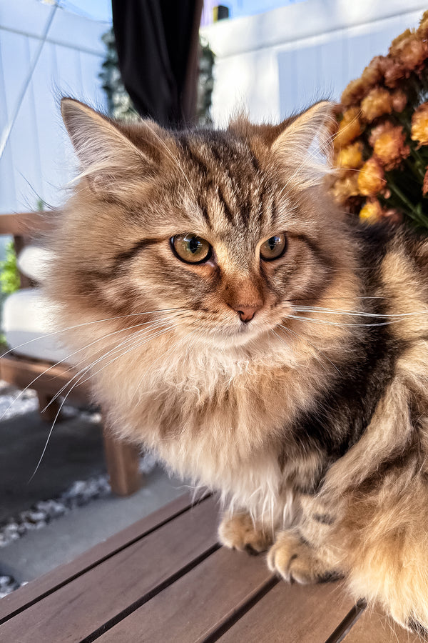 Ralf | Siberian Kitten