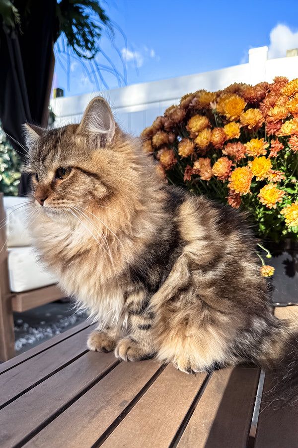 Ralf | Siberian Kitten