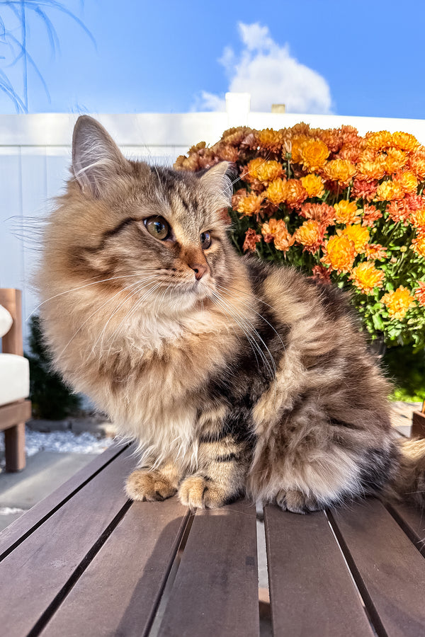 Ralf | Siberian Kitten