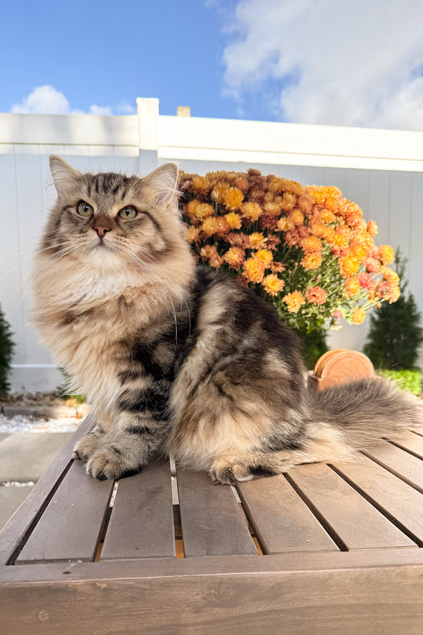 Ralf | Siberian Kitten