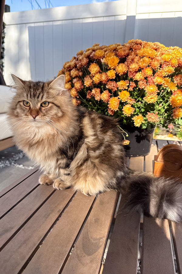 Ralf | Siberian Kitten