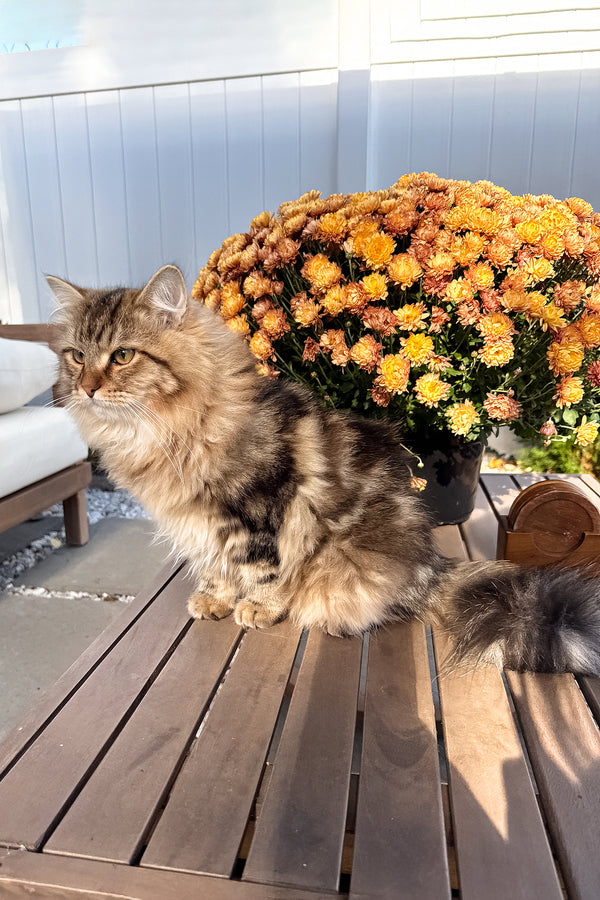 Ralf | Siberian Kitten