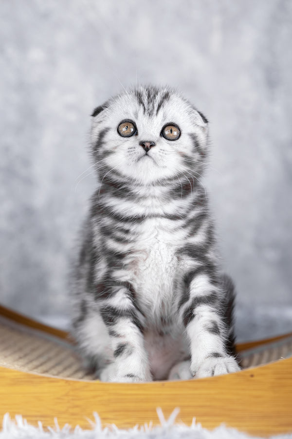 Ramses | Scottish Fold Kitten