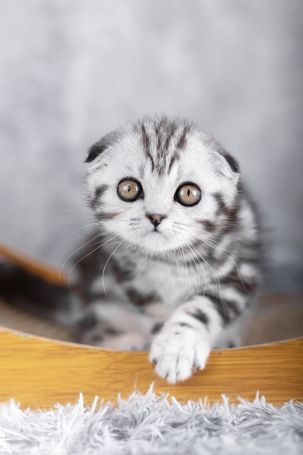 Ramses | Scottish Fold Kitten