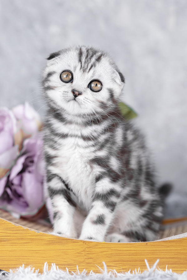 Ramses | Scottish Fold Kitten