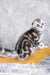 Ramses | Scottish Fold Kitten