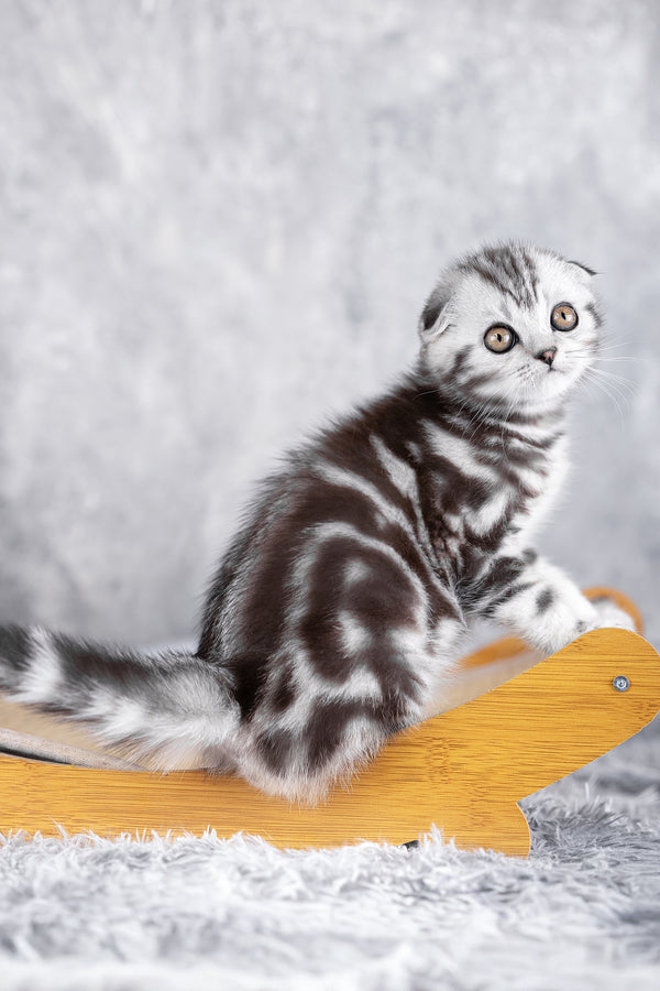Ramses | Scottish Fold Kitten