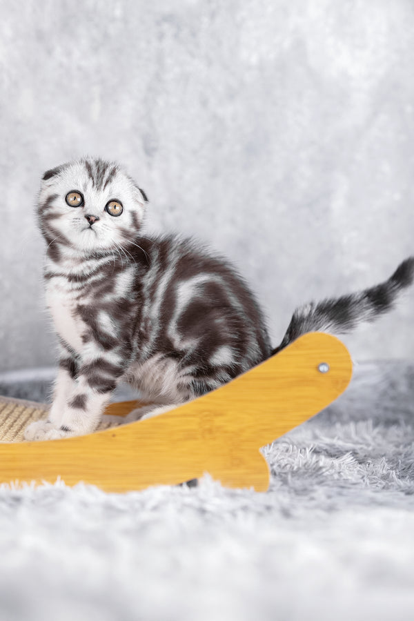 Ramses | Scottish Fold Kitten