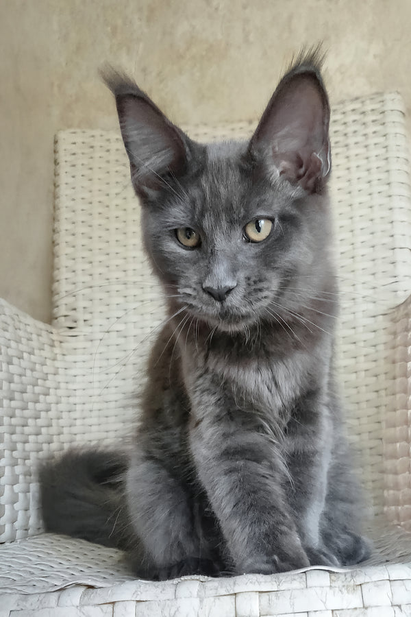 Range Rover | Maine Coon Kitten