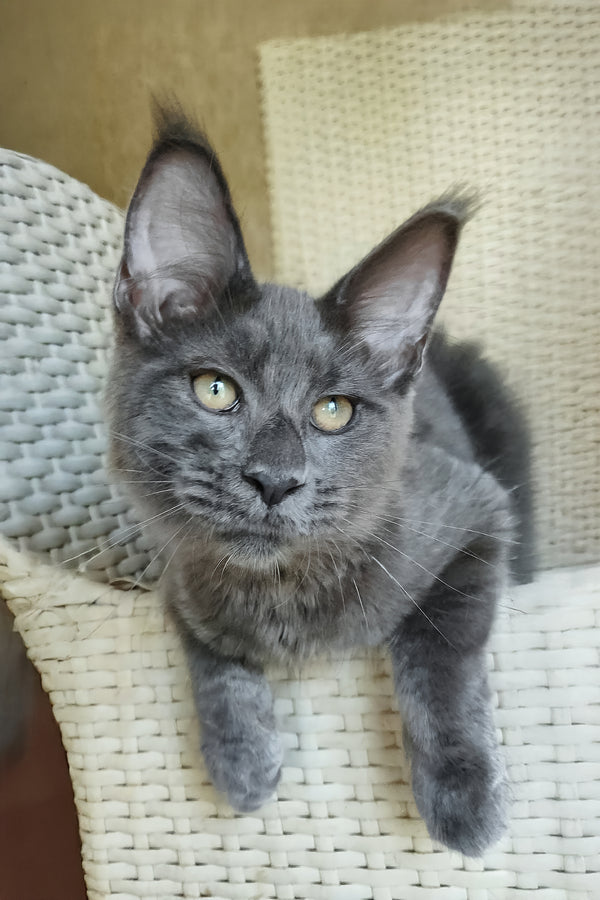 Range Rover | Maine Coon Kitten