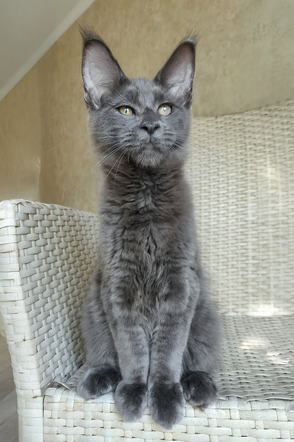 Range Rover | Maine Coon Kitten