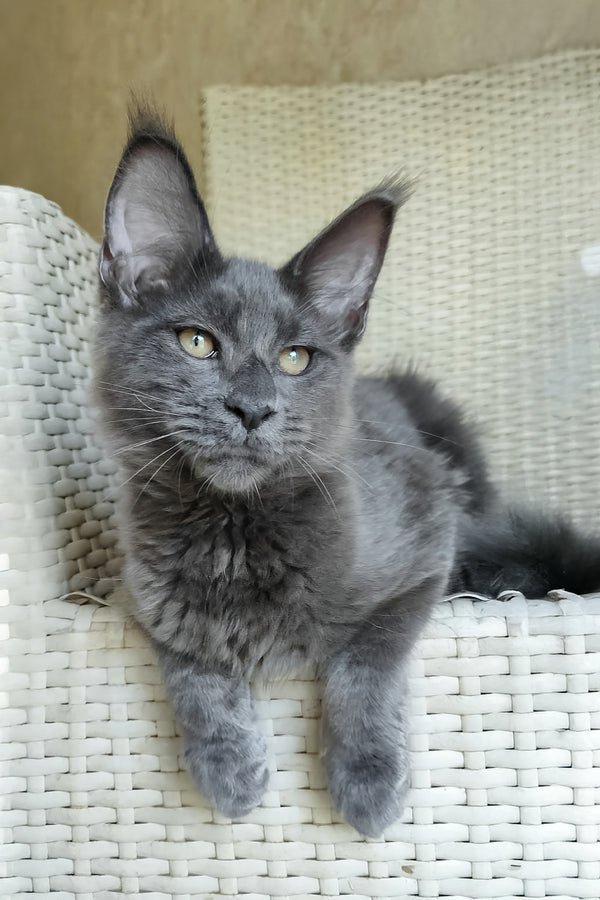 Range Rover | Maine Coon Kitten