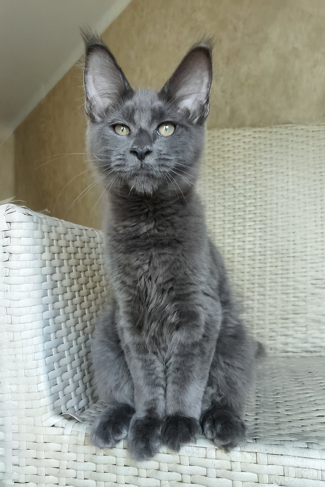 Range Rover Fluffy Maine Coon Kitten with Yellow Eyes