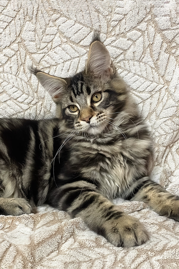 Raphael | Maine Coon Kitten