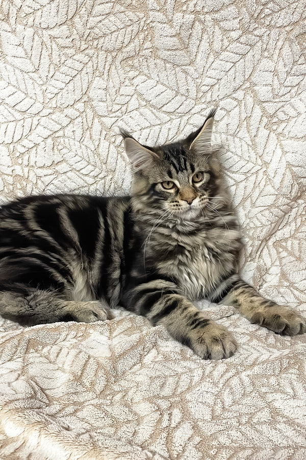 Raphael | Maine Coon Kitten
