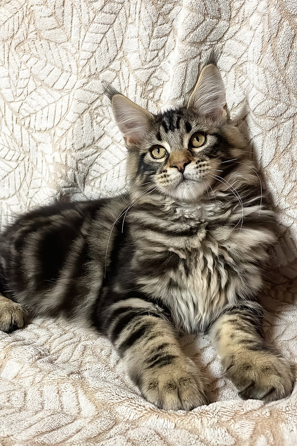 Raphael | Maine Coon Kitten