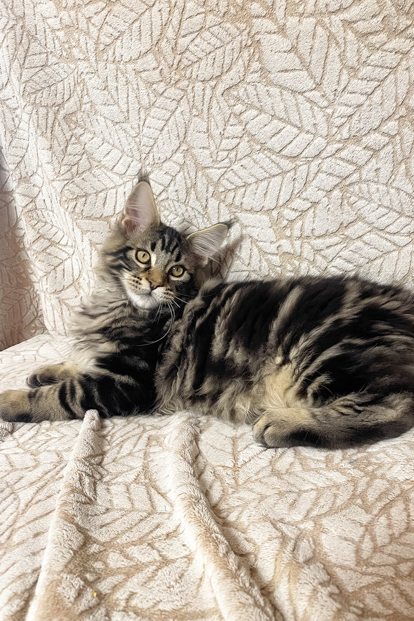 Raphael | Maine Coon Kitten