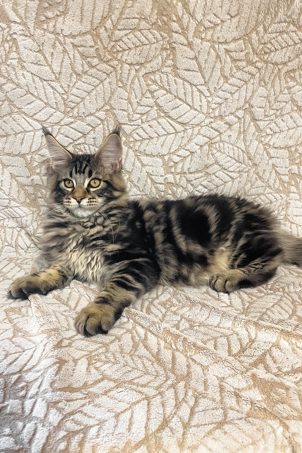 Raphael | Maine Coon Kitten