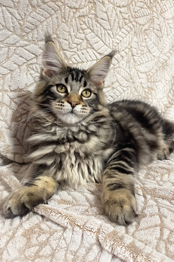 Raphael | Maine Coon Kitten