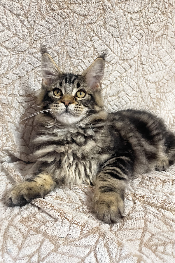 Raphael | Maine Coon Kitten