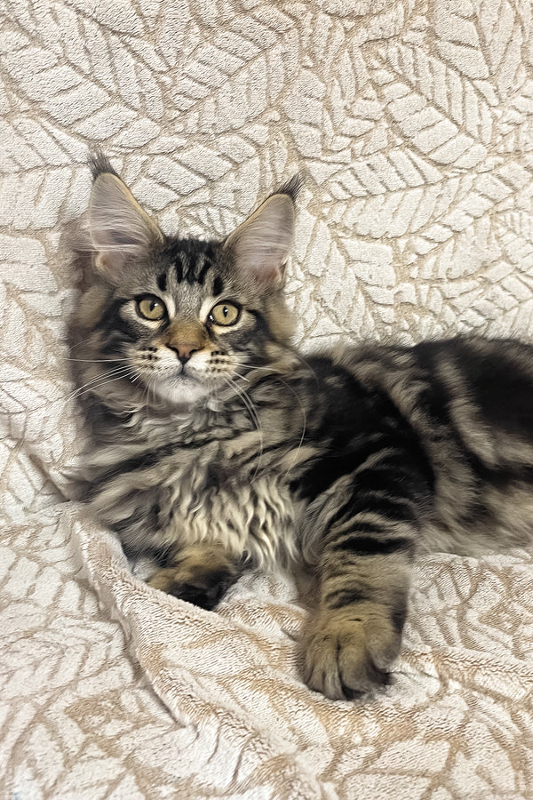 Raphael | Maine Coon Kitten