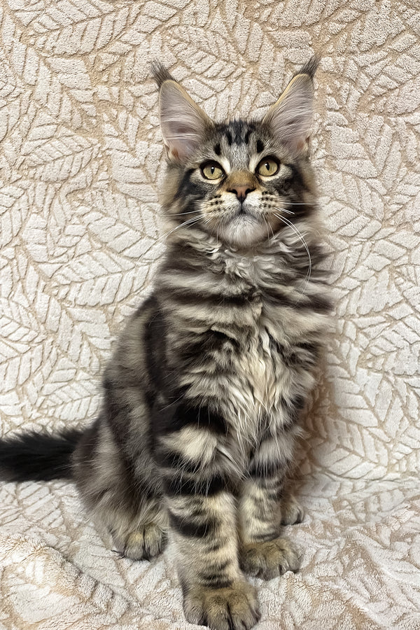Raphael | Maine Coon Kitten