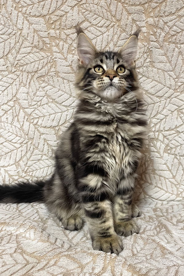 Raphael | Maine Coon Kitten