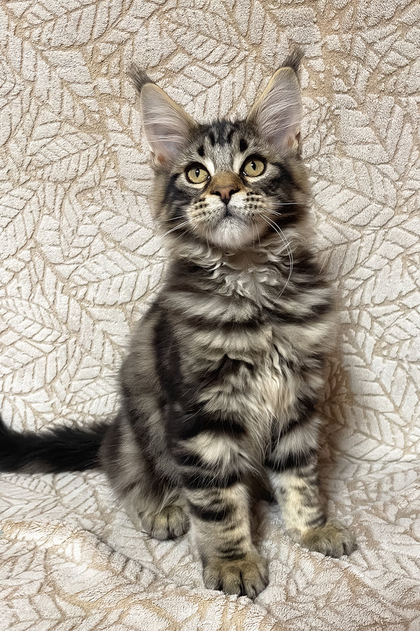 Raphael | Maine Coon Kitten