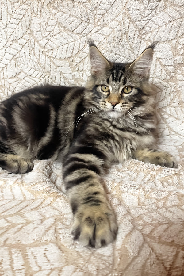 Raphael | Maine Coon Kitten
