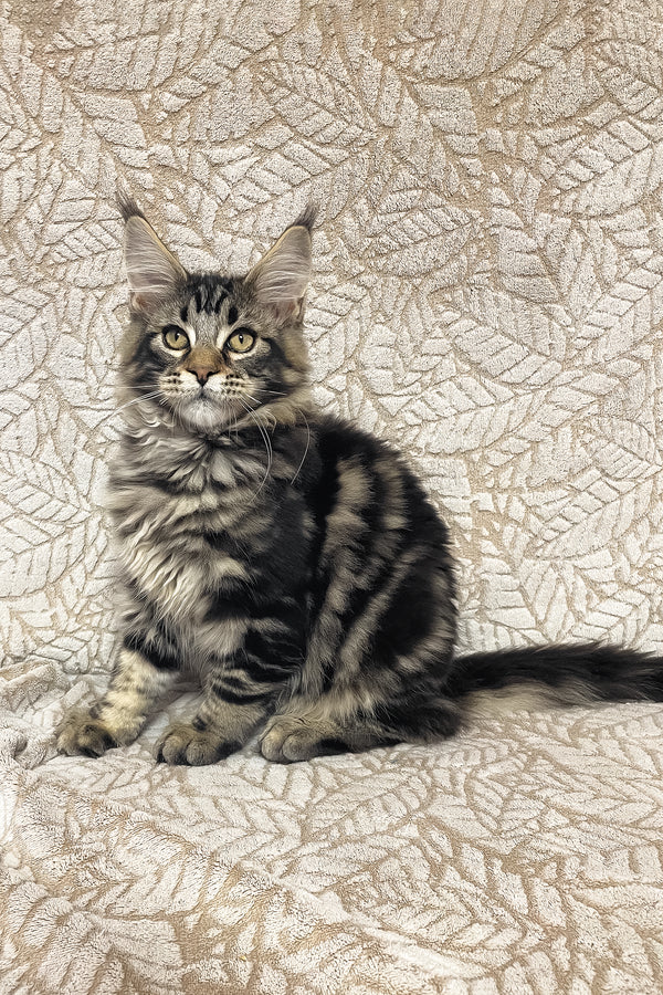 Raphael | Maine Coon Kitten