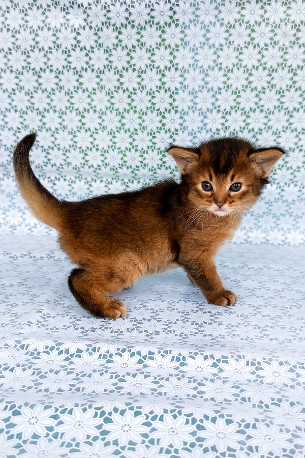 Raptor | Somali Kitten