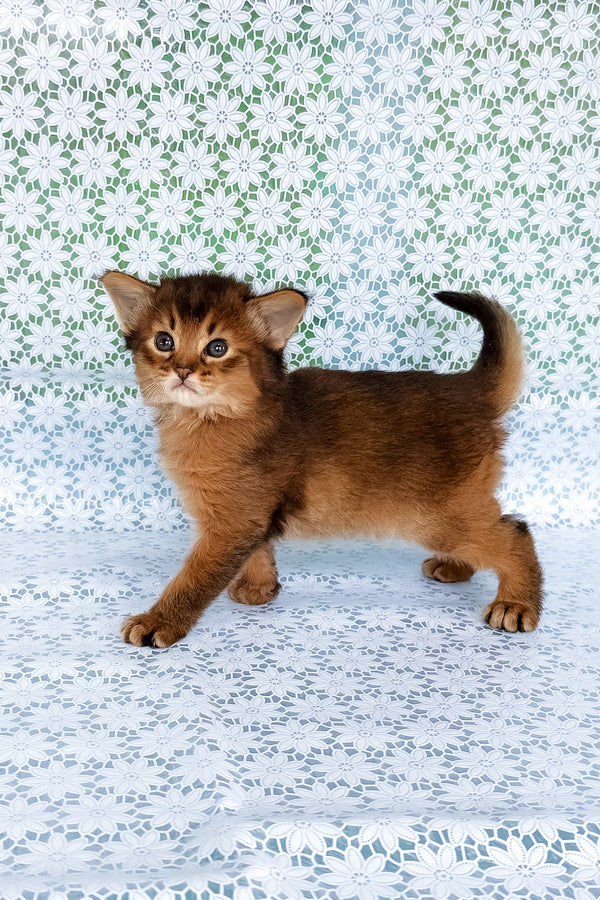 Raptor | Somali Kitten