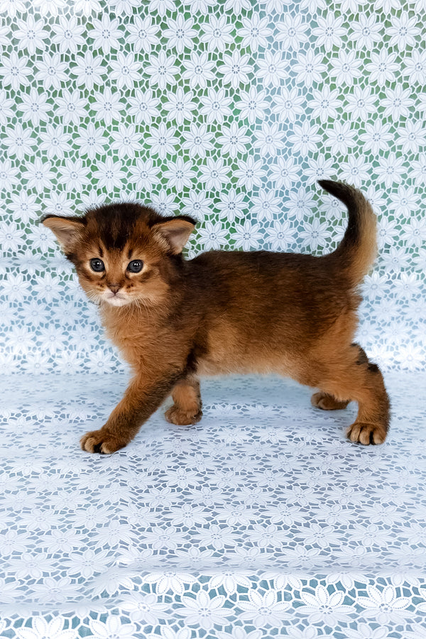 Raptor | Somali Kitten