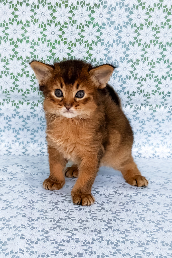 Raptor | Somali Kitten