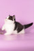 Rapunzel | Munchkin Kitten