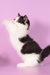 Rapunzel | Munchkin Kitten