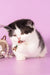 Rapunzel | Munchkin Kitten