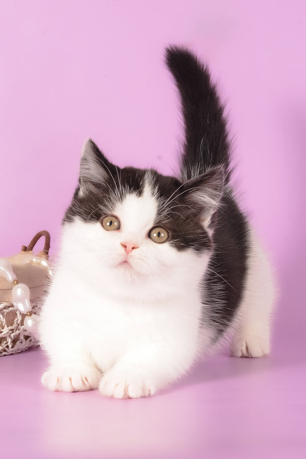 Rapunzel | Munchkin Kitten